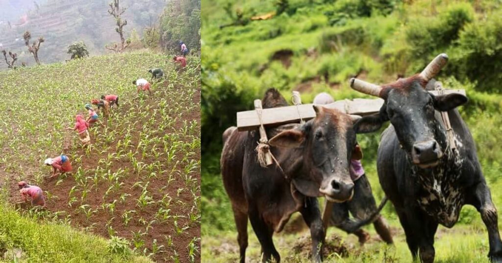 गाउँमा न हल गोरु, न अर्मपर्म !