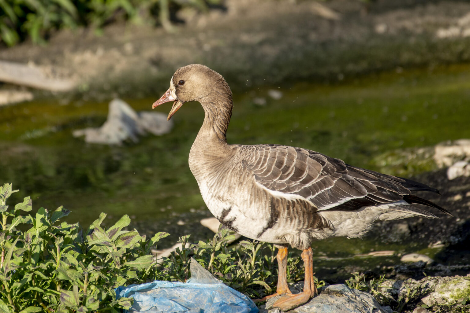 काठमाडौं उपत्यकामा पहिलोपटक देखियो ‘स्वेतमाथा कलहाँस’