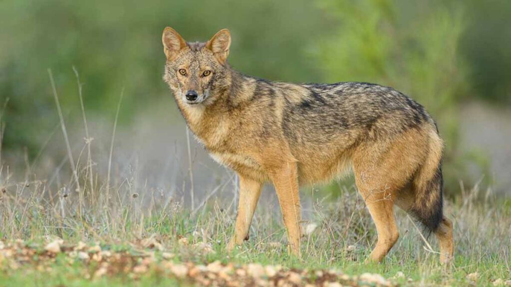 स्याल आतङ्क १८ जना स्थानीय घाइते