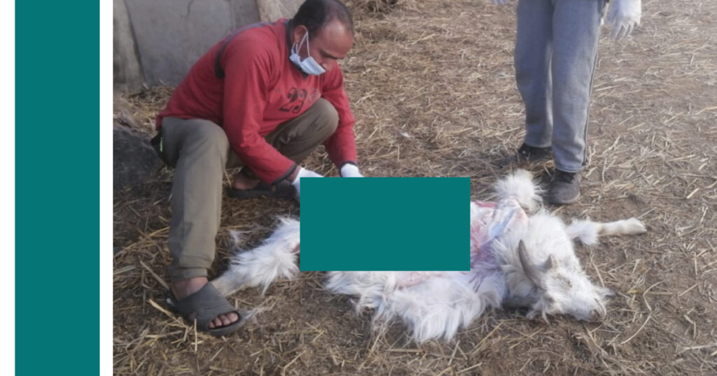 दशैँमा खाद्यले ल्याएको च्याङ्ग्रा नबिक्दा, २२ वटा च्याङ्ग्रा कुकुरले टोकेर मरे