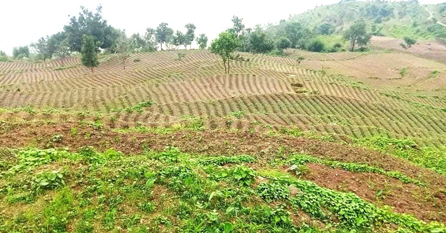 वर्षौँसम्म बाँझिएको जग्गा जग्गा भाडामा लिएर २९ ठाउँमा चक्लाबन्दी खेती शुरु